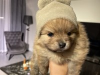 Dişi minik pomeranian