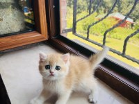 Saf Kan Golden British Shorthair Yavrular (Wcf kayıtlı)