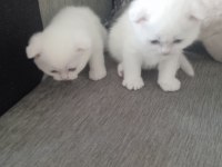 Yavrularımız yeni sahibini arıyor scottish fold
