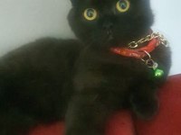 Scottish fold cinsi kedilerimi sahiplendirmek istiyorum