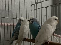 4 adet muhabbet kuşu damızlık