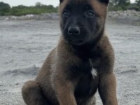Belçika Kurdu Köpeği