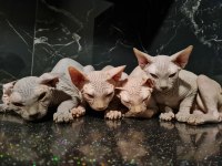 3 AYLIK YAVRU SFENKS KEDİLERİMİZE YUVA