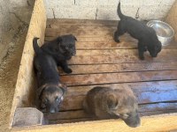 A Kalite Sable ve Solid black Alman Çoban Köpeği Yavrular