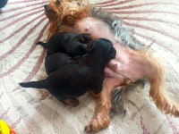 Yorkshire terrier 32 günlük