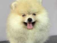ORANGE POMERANİAN BOO GÜLEN YÜZ