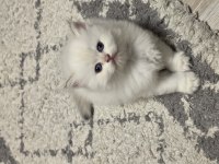 British Longhair Yavrular