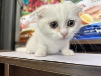 Scottish Fold Beyaz Yavru Balıkesir