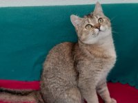 Golden British Shorthair