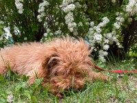 4 Aylık Maltipoo (Erkek)