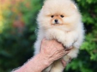 Ayıcık Surat Pomeranian Boo Yavrularımız