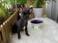 3 aylık erkek yavru chihuahua
