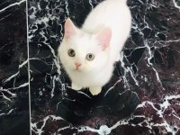 En güzel ve en tatlı iran kedisi kardeşler