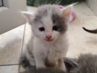 Dişi 2 aylık british shorthair