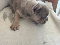 French bulldog yavrumuz