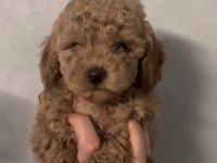 Kilo boy garantili toy poodle