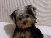 Teddy yorkshire terrier