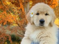 Çocuk Dostu Golden Retriever Yavrular