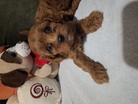 Minik ama sevgi oldu maltipoo bebekler