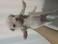 A KALİTE ERKEK YAVRU FRENCH BULLDOG