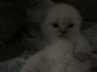 Eklem ağrısız Scottish fold Yavrular