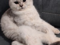 1 yaşında dişi kedim
