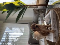 Safkan Toy Poodle 0-3 Aylık