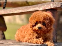 Oyuncak Ayıcık Görünümlü Red Poodle Yavrularımız 