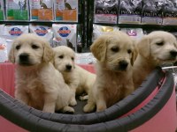 Bebek Yüzlü Golden Retriever Yavruları