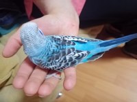 Ev üretimi ele alıştırmalık yavrular