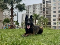 Kaliteli Belçika Malinois Yavrular