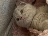 Scottish fold yavrularım