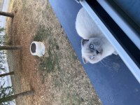 6 aylık scottish fold yavrumuzu sahiplendirmek istiyoruz