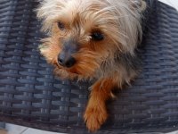 Sahiplendirilecek yorkshire terrier