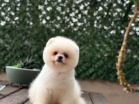 Güzel Pomeranian Yavrular