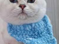 Full Şecereli Safkan Yavrularımız British Shorthair