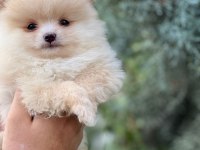 Üst kalite ayı surat yavrularımız pomeranian