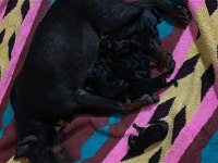 Yavru doberman