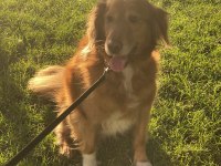 Güzel kalpli golden retriever odie