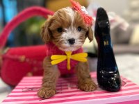Mini Maltipoo Baby
