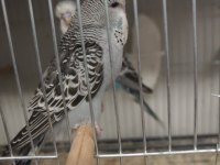 Show Jumbo Muhabbet Kuşu Yavrular Sahiplendirme