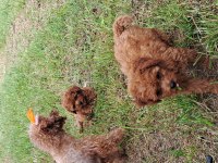 Toy Poodle Red Brown