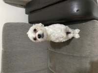 Malta terrier 11 aylık tüm eğitimleri vardır
