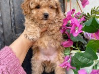 Kore maltipoo