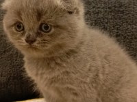 Dişi scottish fold yavrular
