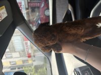 RED TOY POODLE YAVRULARIM 