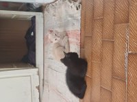 3 yavru anneleri yok sarı gri siyah kedimiz