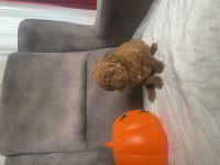 MİNİ BOY TOY POODLE KIZIMIZ