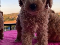 Toy Poodle bebekler uygun