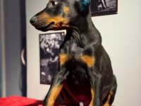 Aşılı ve estetikli yavru heykel doberman köpekler